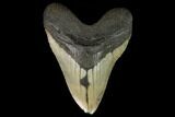 Fossil Megalodon Tooth - North Carolina #124466-1
